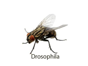 Percival Supports Nobel Prize Winning Drosophila Research