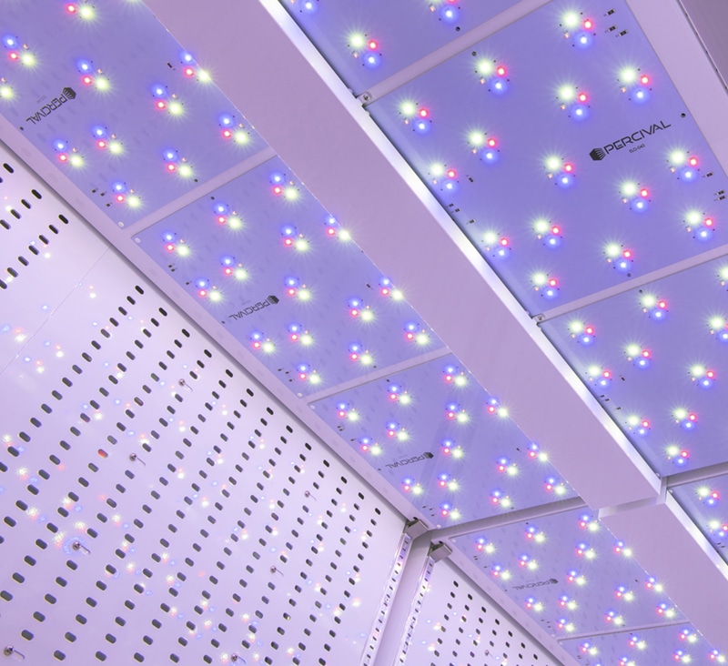 SciBrite LEDs
